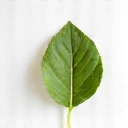 Leaf icon symbolizing natural ingredients